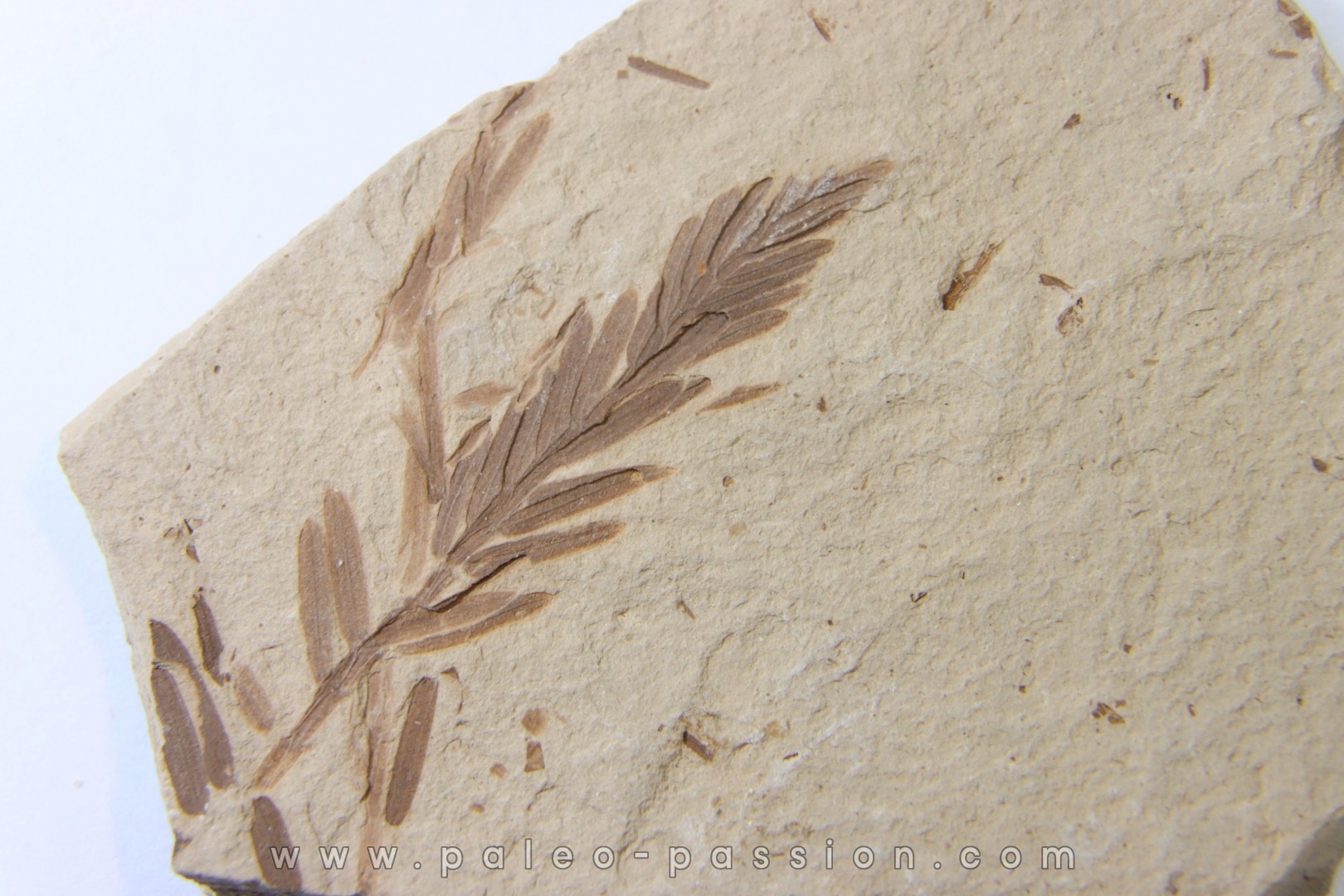 METASEQUOIA - oligocene - muddy creek fmt - Montana - USA