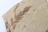 METASEQUOIA - oligocene - muddy creek fmt - Montana - USA