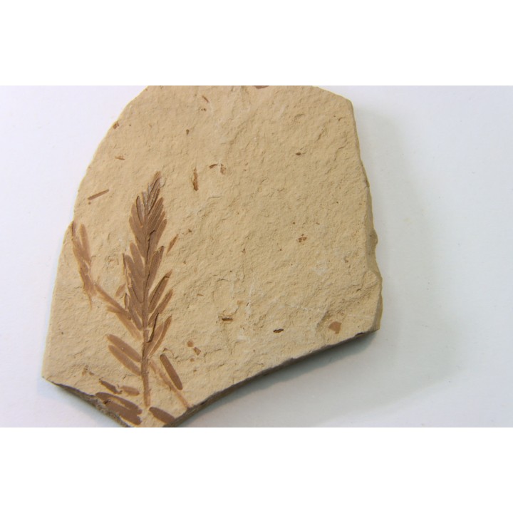 METASEQUOIA - oligocene - muddy creek fmt - Montana - USA