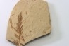 METASEQUOIA - oligocene - muddy creek fmt - Montana - USA