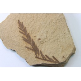 METASEQUOIA - oligocene - muddy creek fmt - Montana - USA