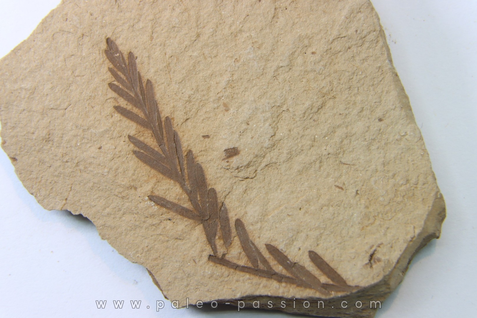 METASEQUOIA - oligocene - muddy creek fmt - Montana - USA