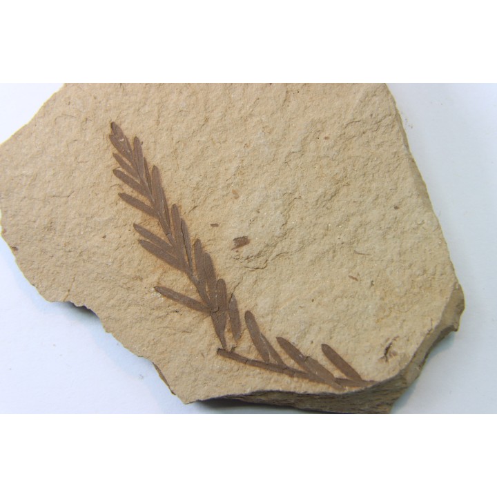 METASEQUOIA - oligocene - muddy creek fmt - Montana - USA