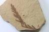 METASEQUOIA - oligocene - muddy creek fmt - Montana - USA