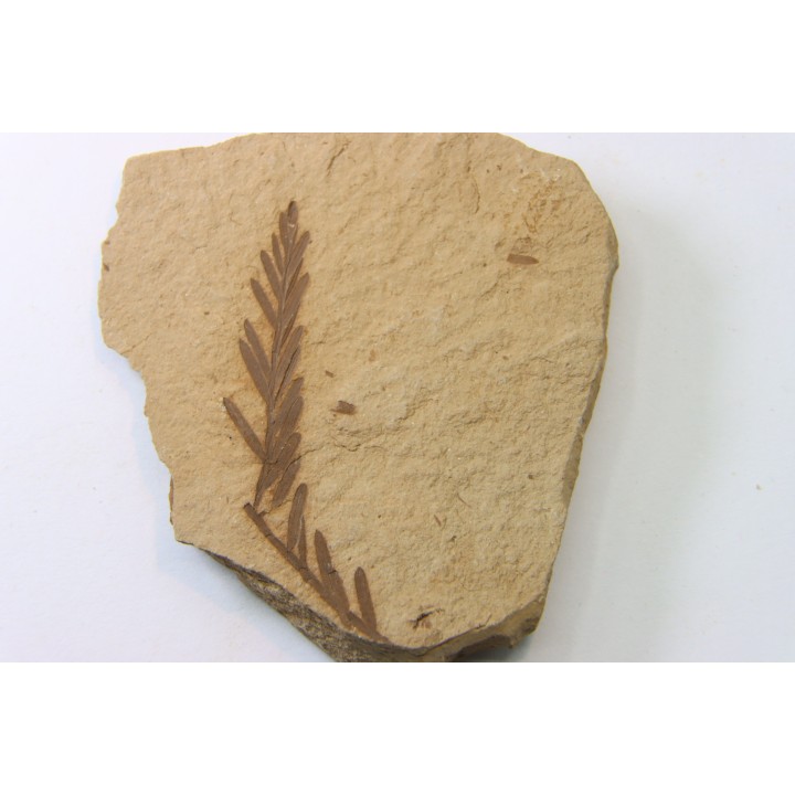 METASEQUOIA - oligocene - muddy creek fmt - Montana - USA