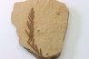 METASEQUOIA - oligocene - muddy creek fmt - Montana - USA
