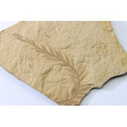 METASEQUOIA - oligocene - muddy creek fmt - Montana - USA