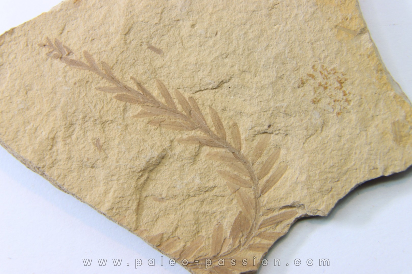 METASEQUOIA - oligocene - muddy creek fmt - Montana - USA