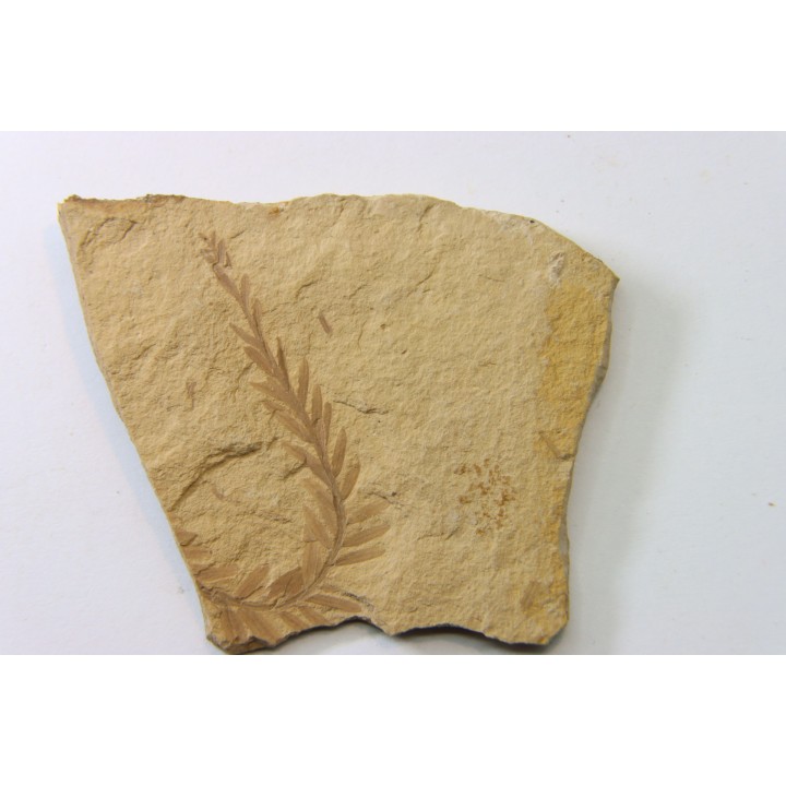 METASEQUOIA - oligocene - muddy creek fmt - Montana - USA
