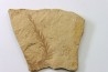 METASEQUOIA - oligocene - muddy creek fmt - Montana - USA