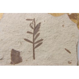 METASEQUOIA - oligocene - muddy creek fmt - Montana - USA