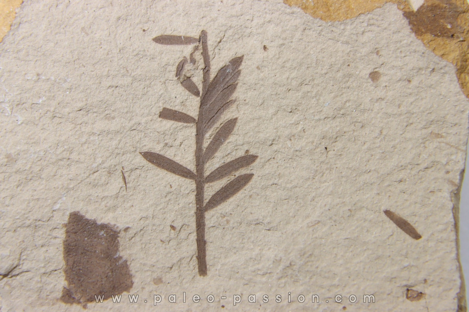 METASEQUOIA - oligocene - muddy creek fmt - Montana - USA