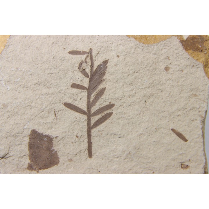 METASEQUOIA - oligocene - muddy creek fmt - Montana - USA