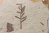 METASEQUOIA - oligocene - muddy creek fmt - Montana - USA