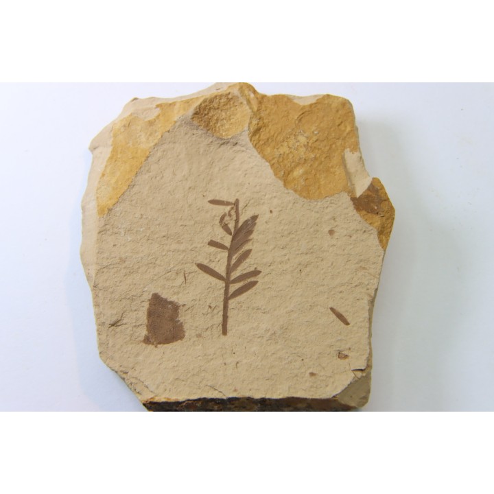 METASEQUOIA - oligocene - muddy creek fmt - Montana - USA