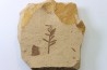 METASEQUOIA - oligocene - muddy creek fmt - Montana - USA