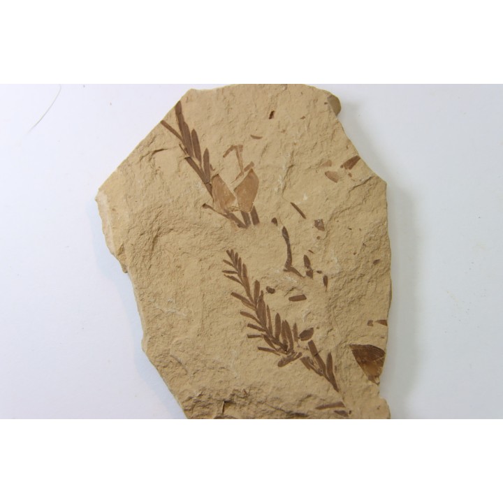 METASEQUOIA - oligocene - muddy creek fmt - Montana - USA