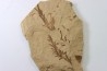 METASEQUOIA - oligocene - muddy creek fmt - Montana - USA