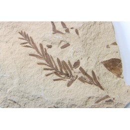METASEQUOIA - oligocene - muddy creek fmt - Montana - USA