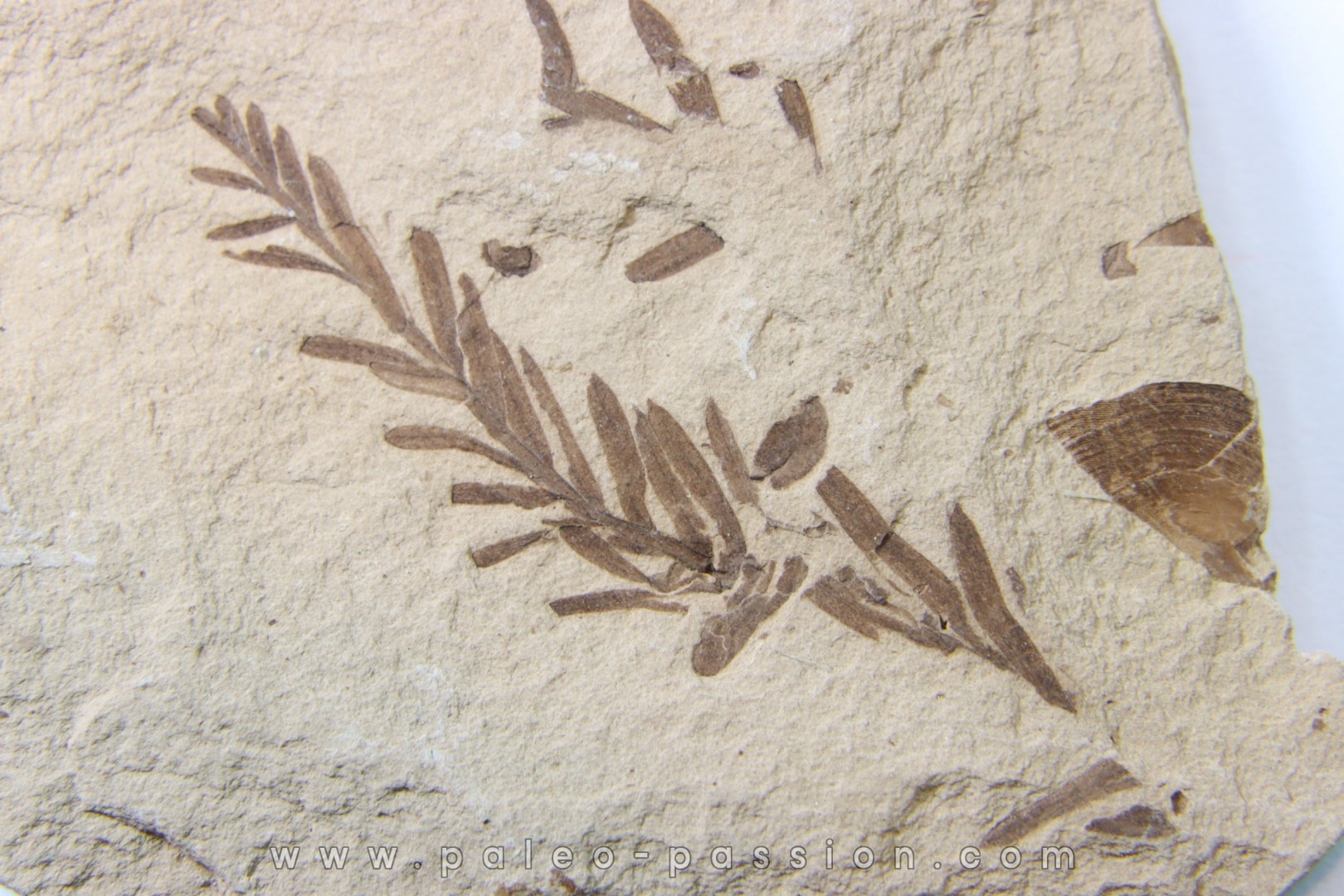 METASEQUOIA - oligocene - muddy creek fmt - Montana - USA