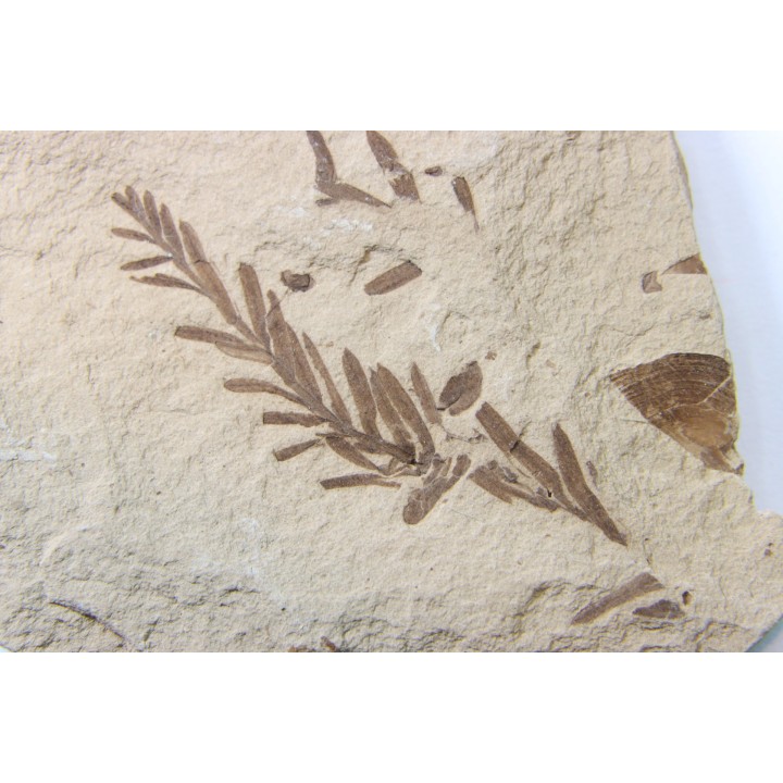 METASEQUOIA - oligocene - muddy creek fmt - Montana - USA
