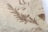 METASEQUOIA - oligocene - muddy creek fmt - Montana - USA