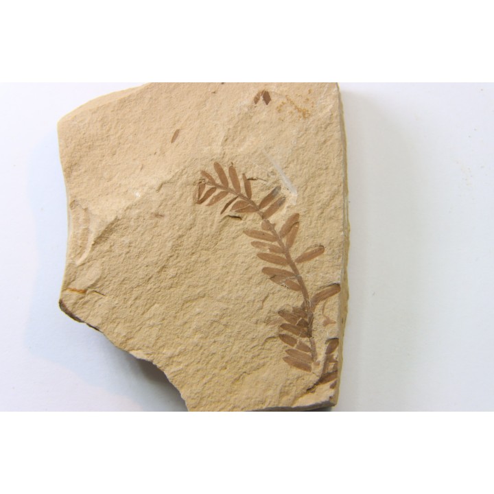 METASEQUOIA - oligocene - muddy creek fmt - Montana - USA