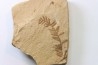 METASEQUOIA - oligocene - muddy creek fmt - Montana - USA