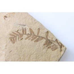 METASEQUOIA - oligocene - muddy creek fmt - Montana - USA