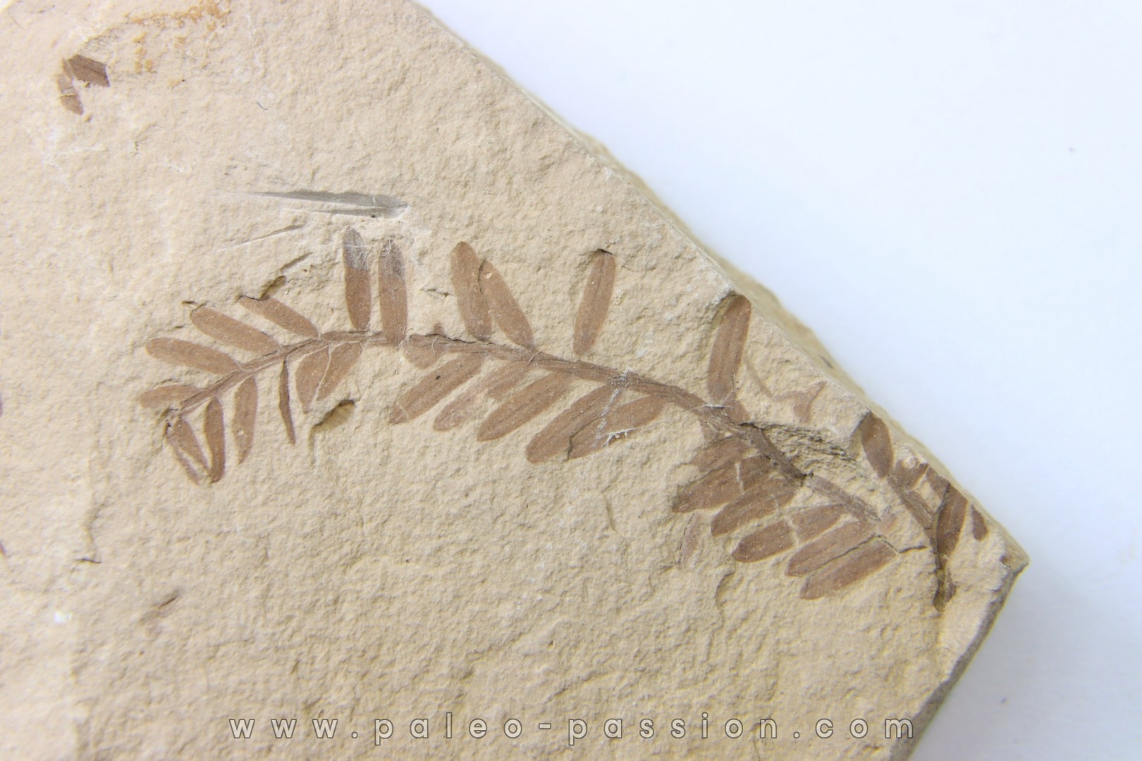 METASEQUOIA - oligocene - muddy creek fmt - Montana - USA