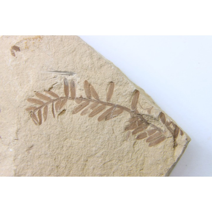 METASEQUOIA - oligocene - muddy creek fmt - Montana - USA