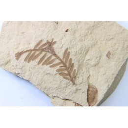 METASEQUOIA - oligocene - muddy creek fmt - Montana - USA