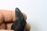 Sperm Whale tooth :Scaldicetus grandis
