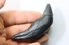 Sperm Whale tooth :Scaldicetus grandis