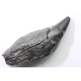 Sperm Whale tooth :Scaldicetus grandis