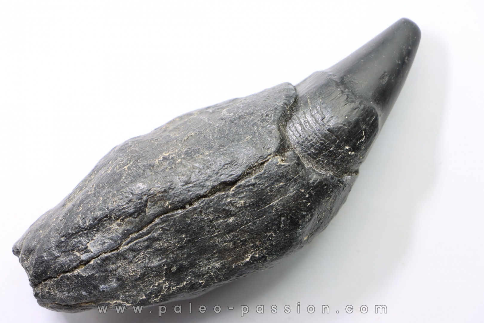 Sperm Whale tooth :Scaldicetus grandis