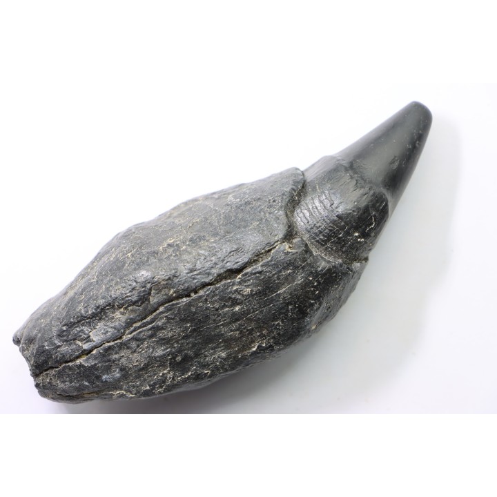 Sperm Whale tooth :Scaldicetus grandis
