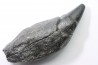 Sperm Whale tooth :Scaldicetus grandis