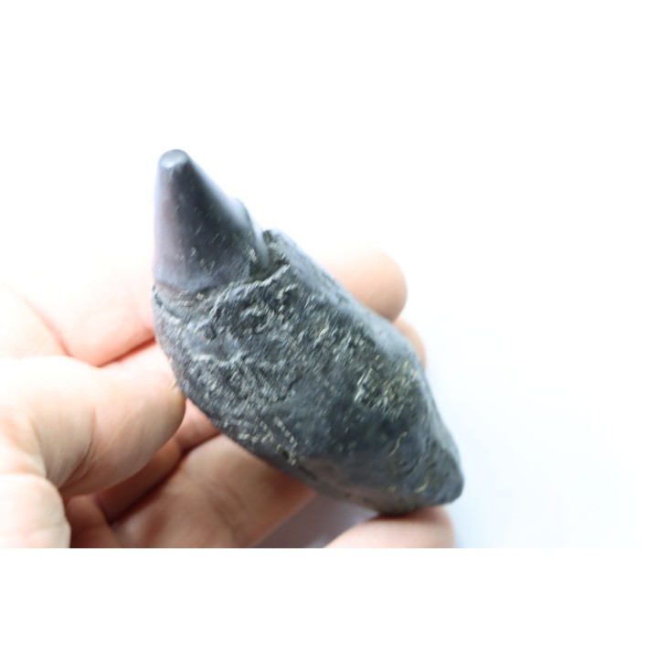Sperm Whale tooth :Scaldicetus grandis