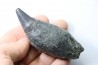 Sperm Whale tooth :Scaldicetus grandis