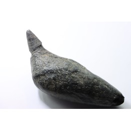 Sperm Whale tooth :Scaldicetus grandis