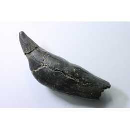 Sperm Whale tooth :Scaldicetus grandis