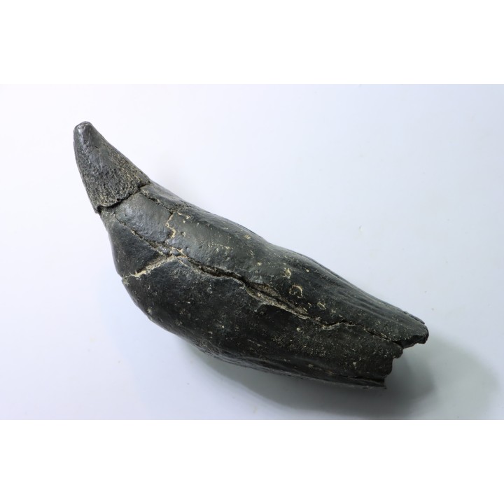 Sperm Whale tooth :Scaldicetus grandis