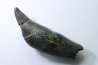 Sperm Whale tooth :Scaldicetus grandis