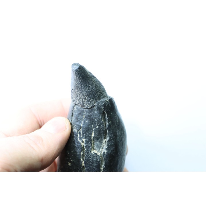 Sperm Whale tooth :Scaldicetus grandis
