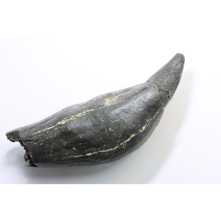 Sperm Whale tooth :Scaldicetus grandis