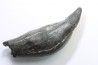 Sperm Whale tooth :Scaldicetus grandis