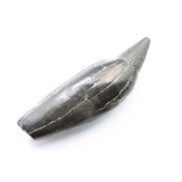 Sperm Whale tooth :Scaldicetus grandis