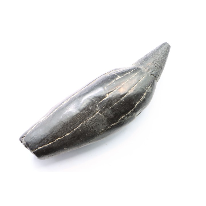 Sperm Whale tooth :Scaldicetus grandis