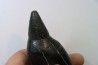Sperm Whale tooth :Scaldicetus grandis